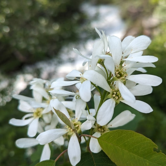 Saskatoon Serviceberry