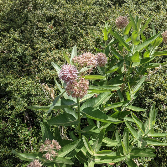 Showy Milkweed