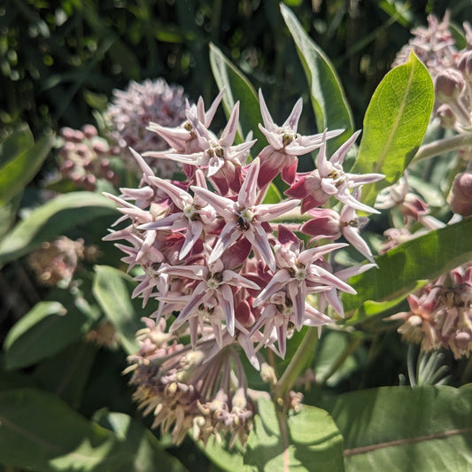 Showy Milkweed