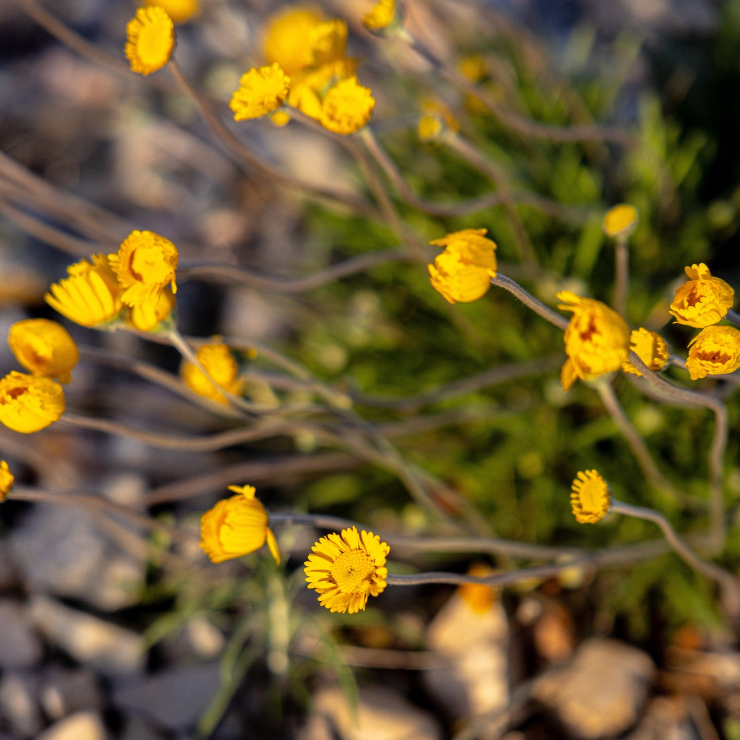 Sundancer Daisy