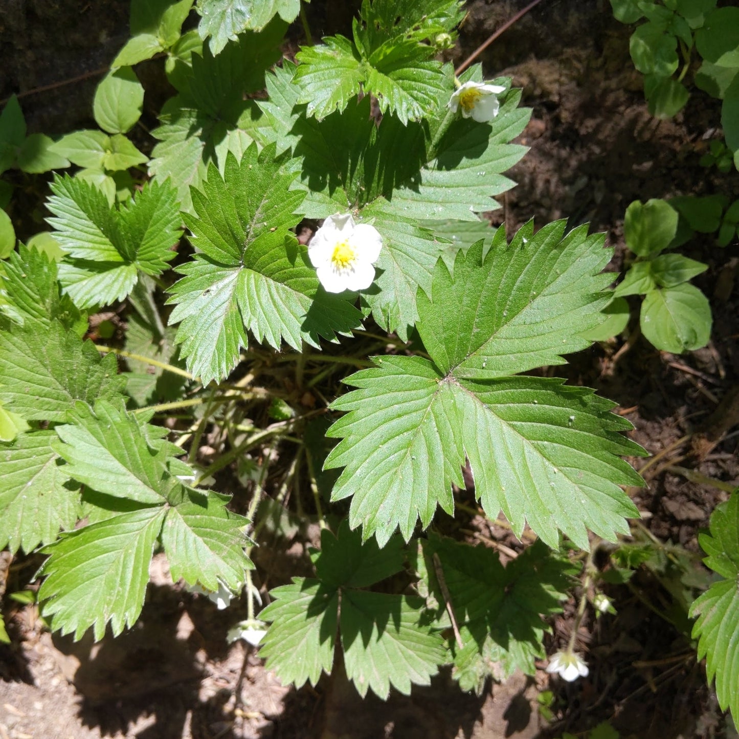 Alpine Strawberry ‘Alexandria’