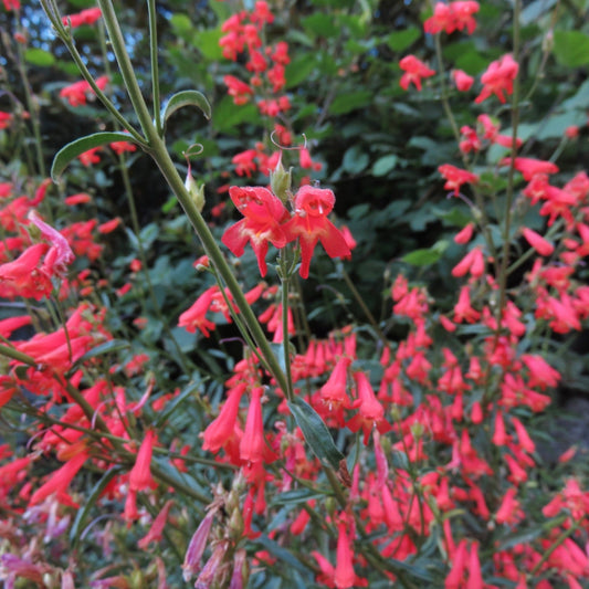 Bridges’ Penstemon ‘Summer Fire’