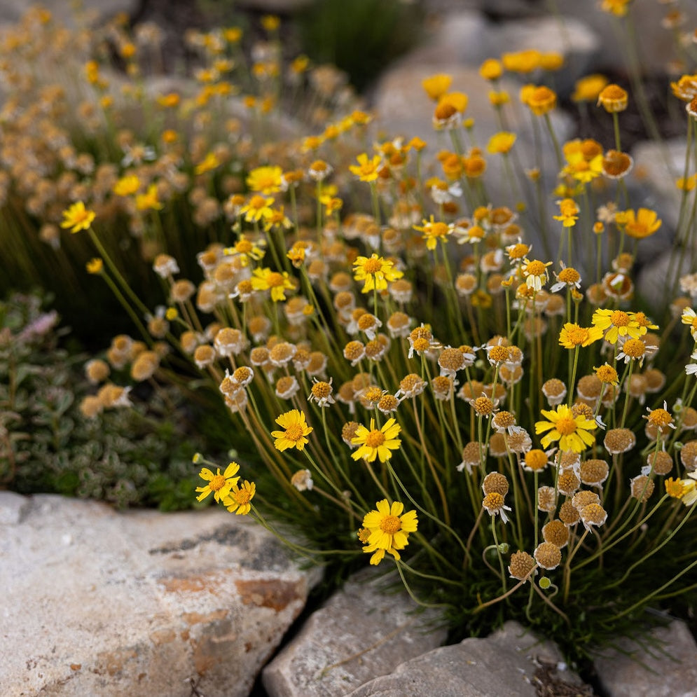 Sundancer Daisy
