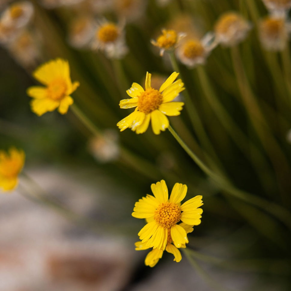 Sundancer Daisy