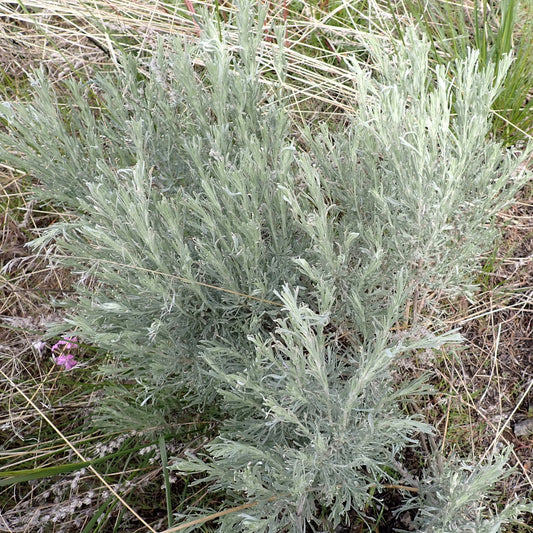 Threetip Sagebrush