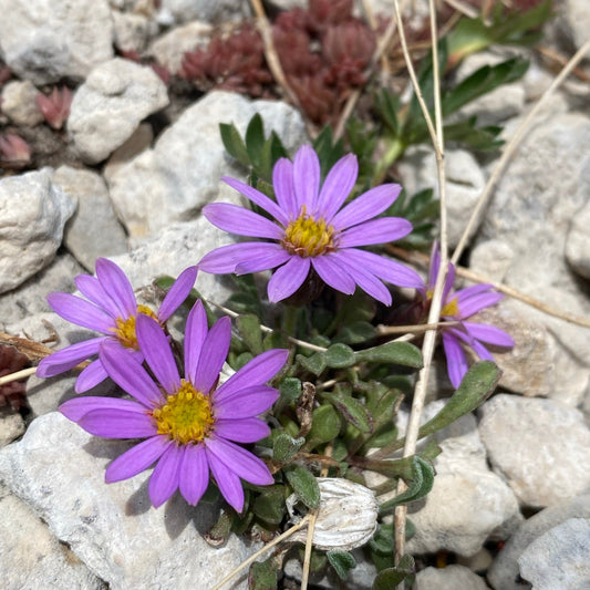 Wyoming Townsend Daisy