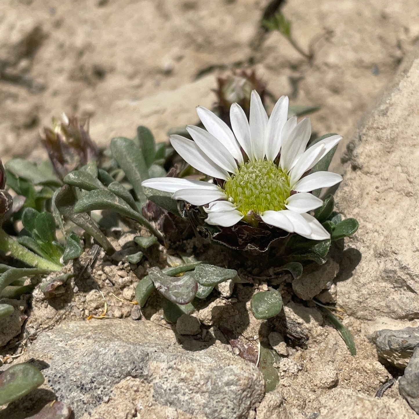 Wyoming Townsend Daisy