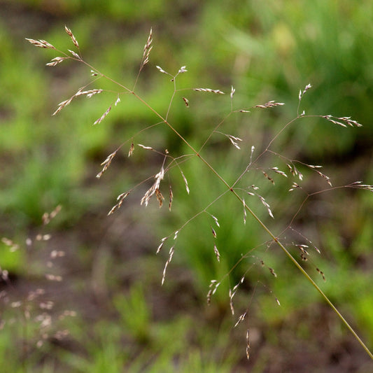Tufted Hair Grass