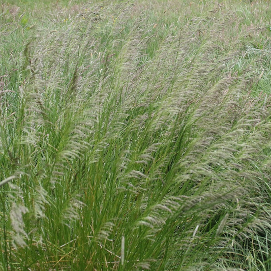 Tufted Hair Grass