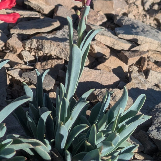 Utah Penstemon