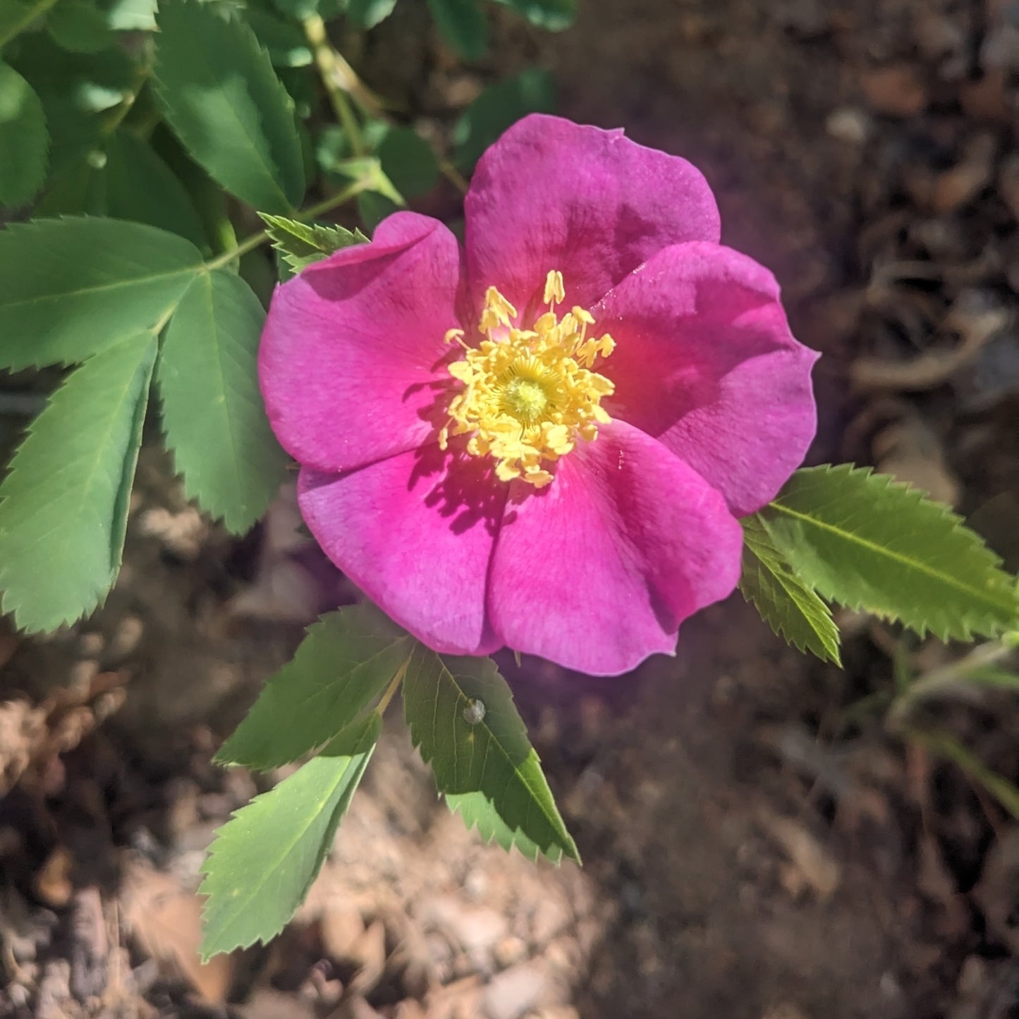 Wood's Rose