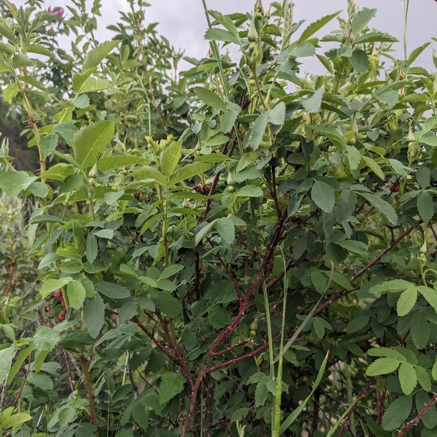 Wood's Rose