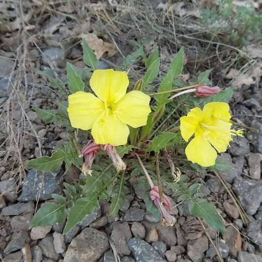 Yellow Evening Primrose
