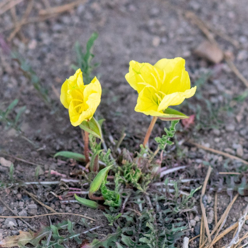 Yellow Evening Primrose