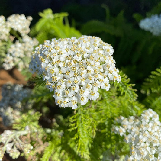 Common Yarrow