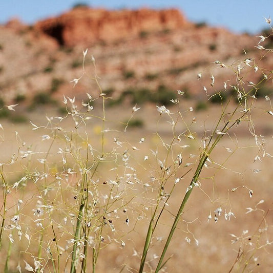 Indian Rice Grass