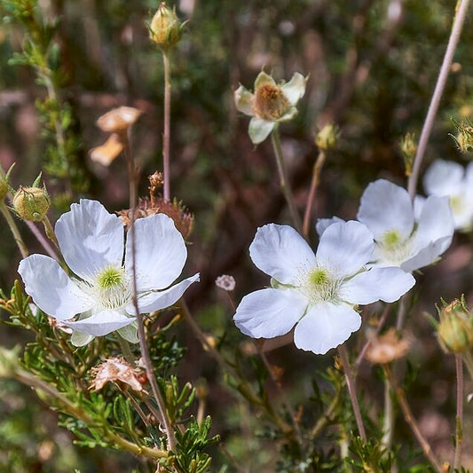 Apache Plume