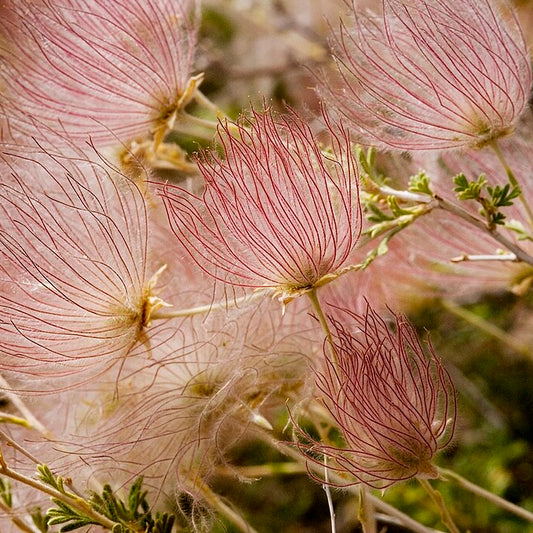 Apache Plume