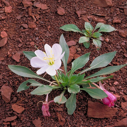 Tufted Evening Primrose