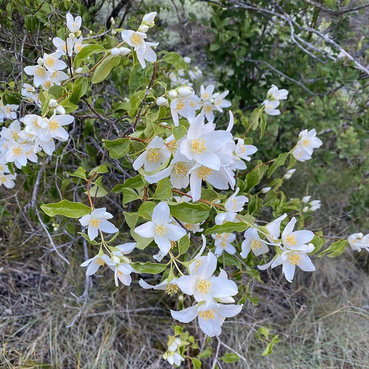 Lewis' Mock-orange
