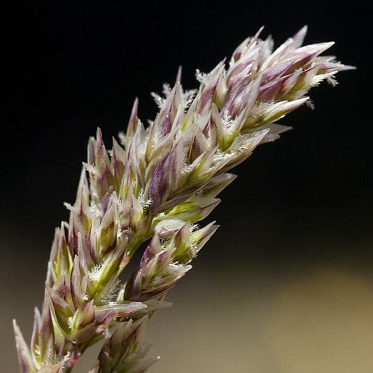 Muttongrass