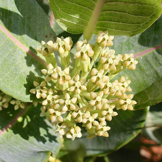 Broadleaf Milkweed