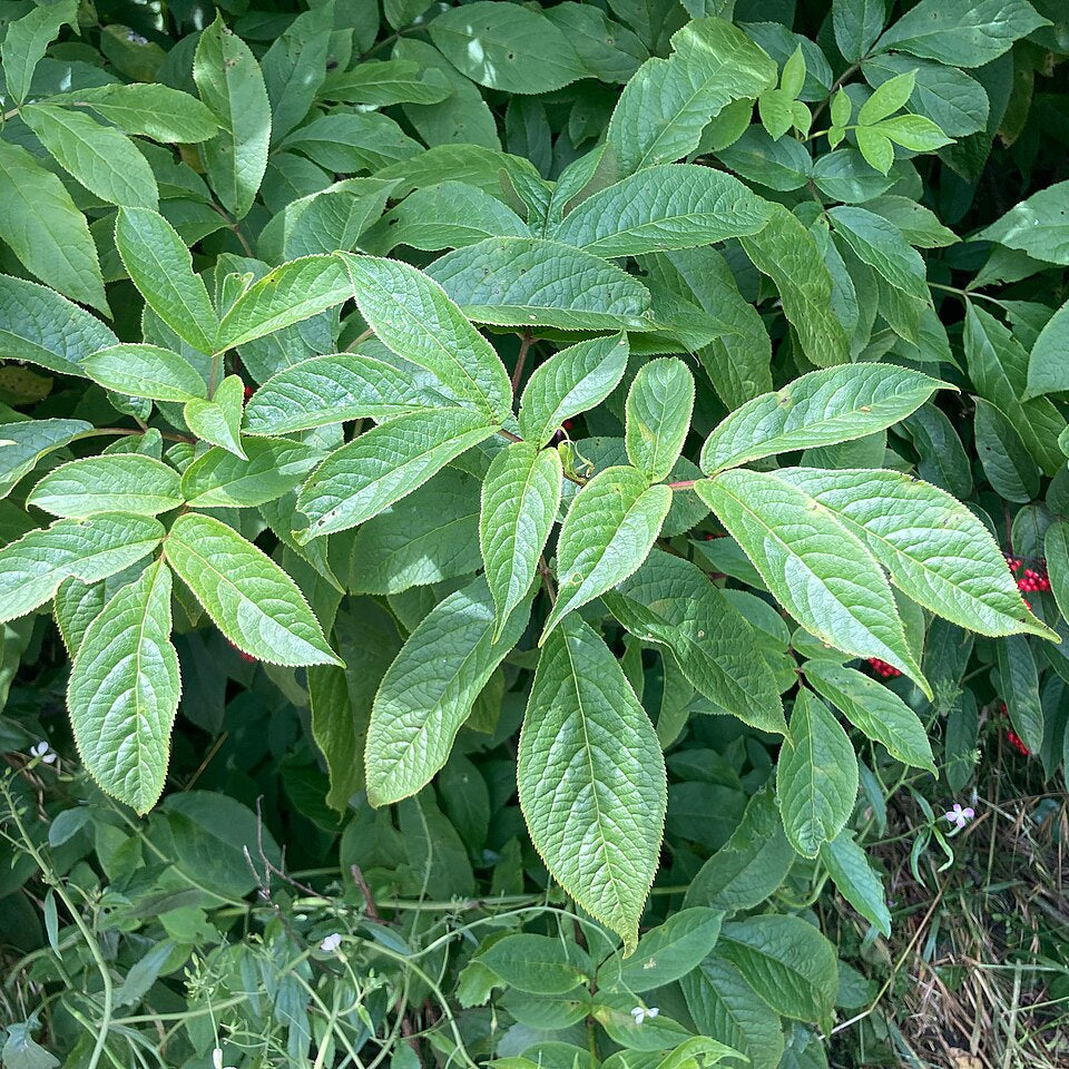 Red Elderberry