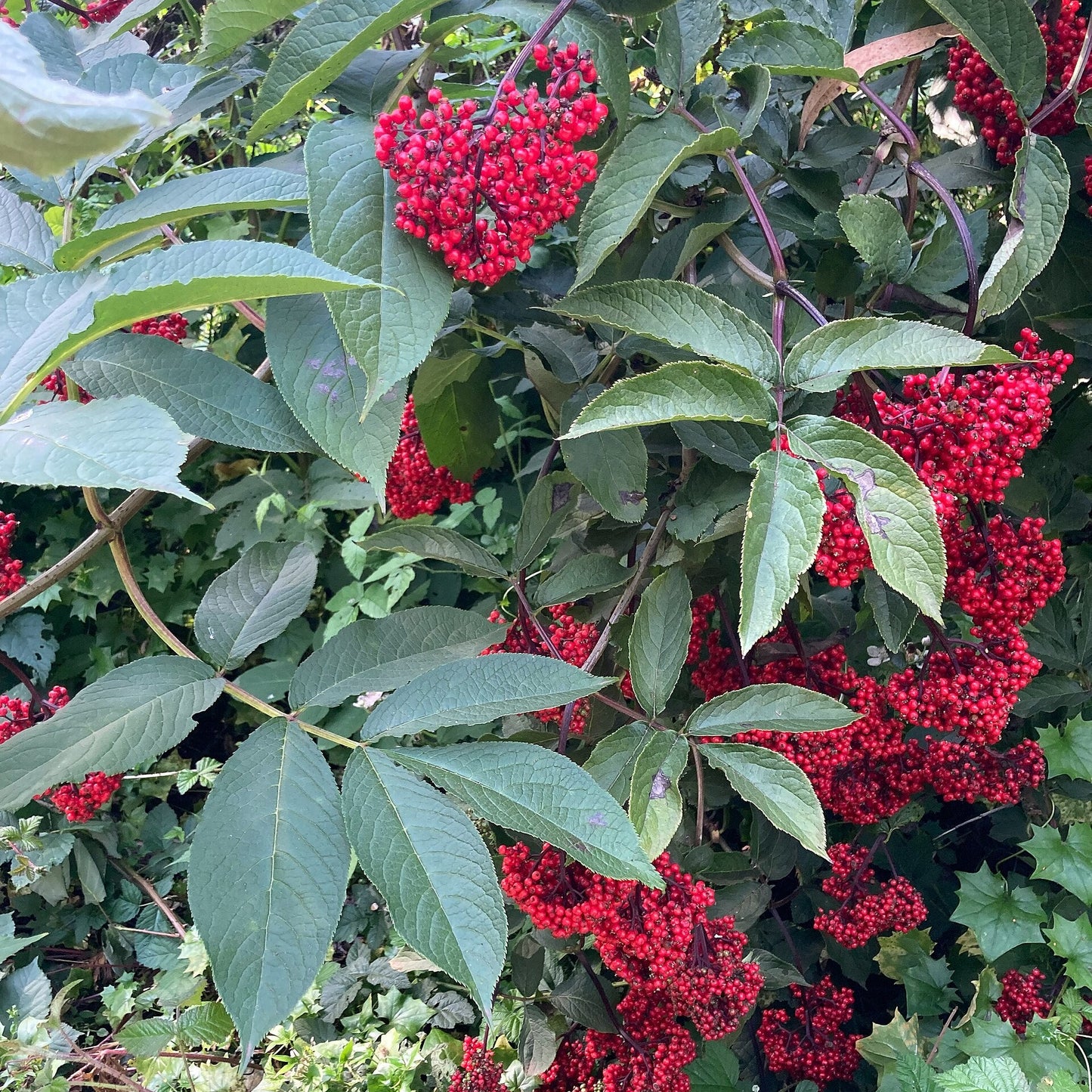 Red Elderberry