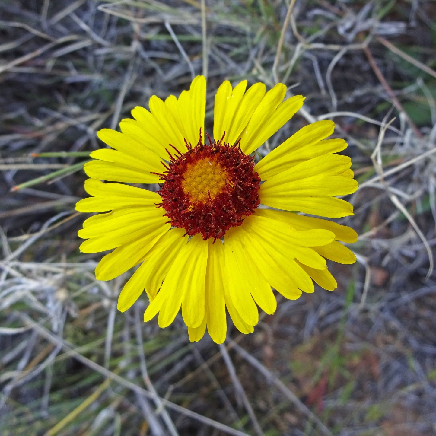 Hopi dome blanketflower