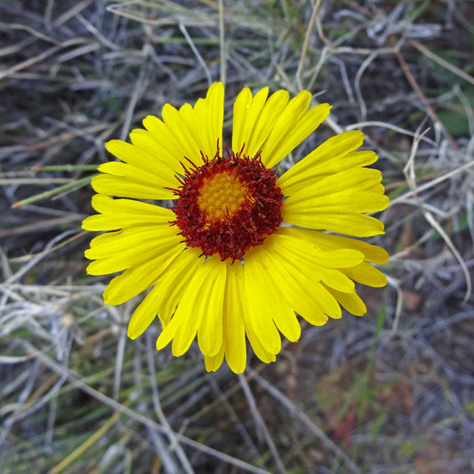 Hopi dome blanketflower
