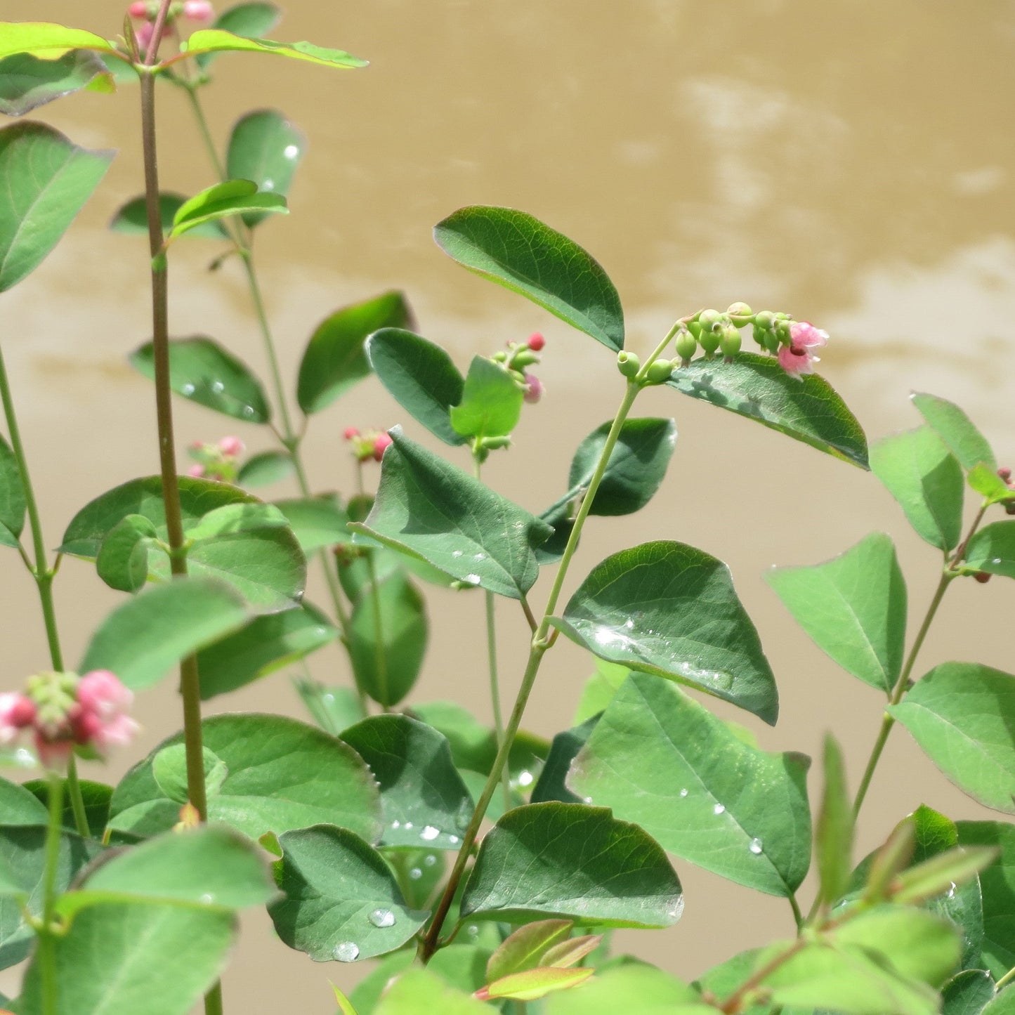 Common Snowberry