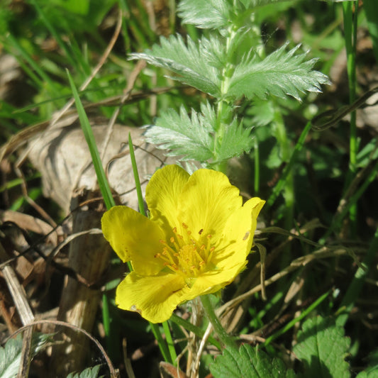 Silverweed Cinquefoil