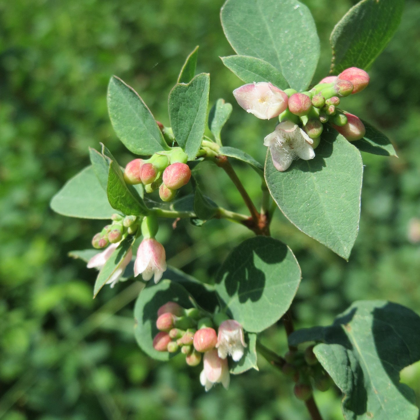 Common Snowberry