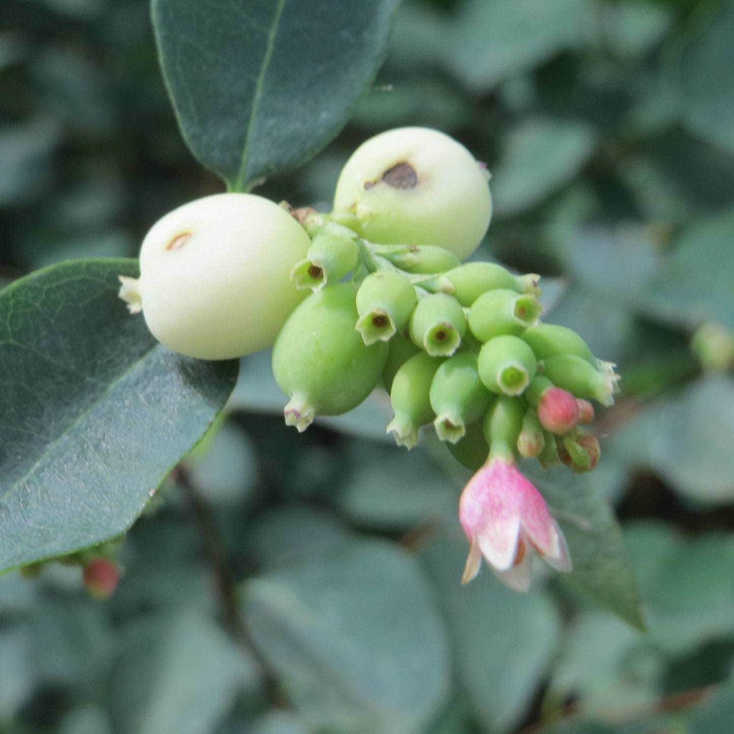 Common Snowberry