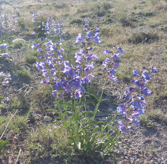 Great Basin Penstemon