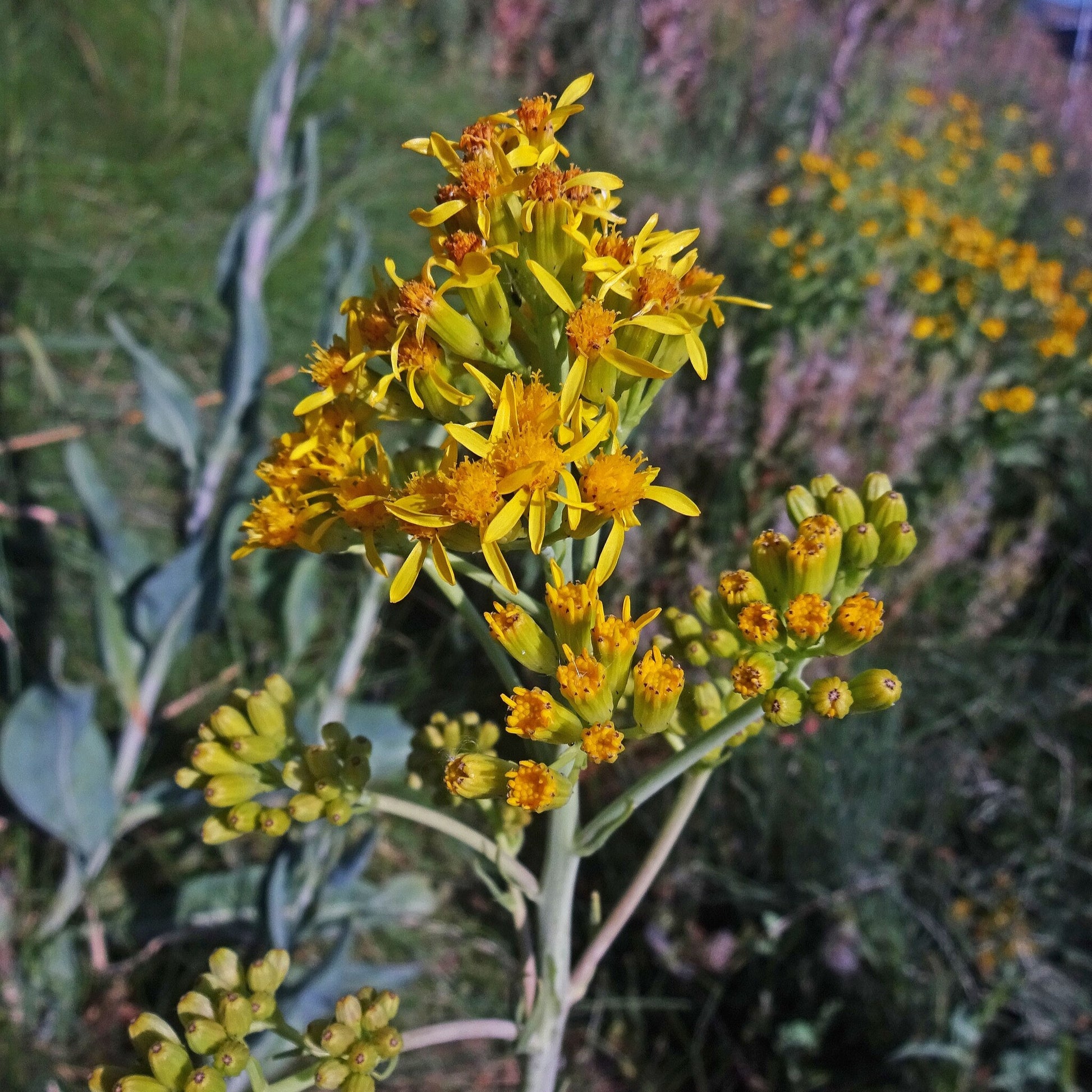ragworts succulent Water Ragwort – Native Utah Plants