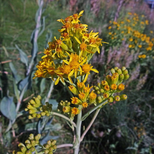 Water Ragwort