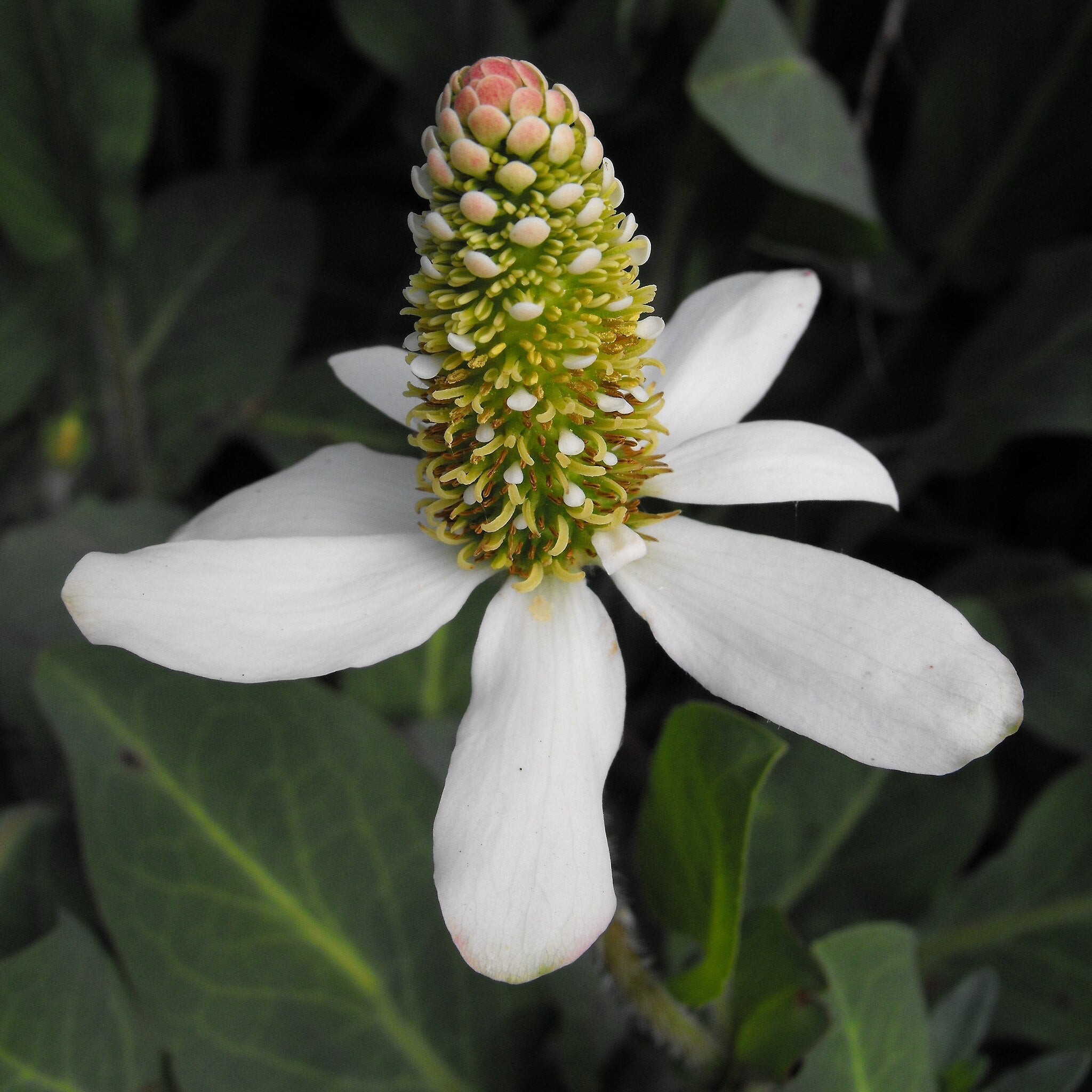Yerba Mansa – Native Utah Plants