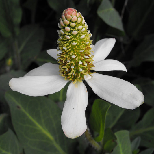Yerba Mansa