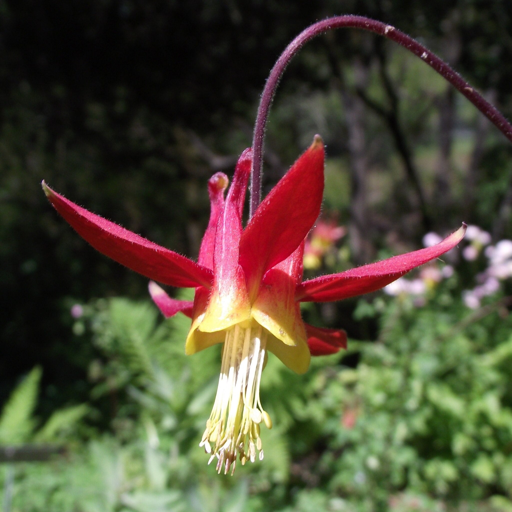 Formosa Native Red Columbine – Native Utah Plants