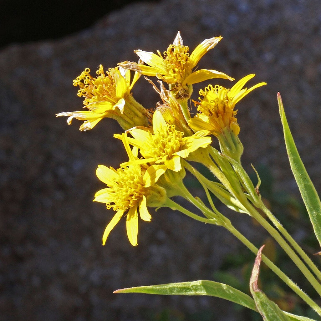 Longleaf Arnica