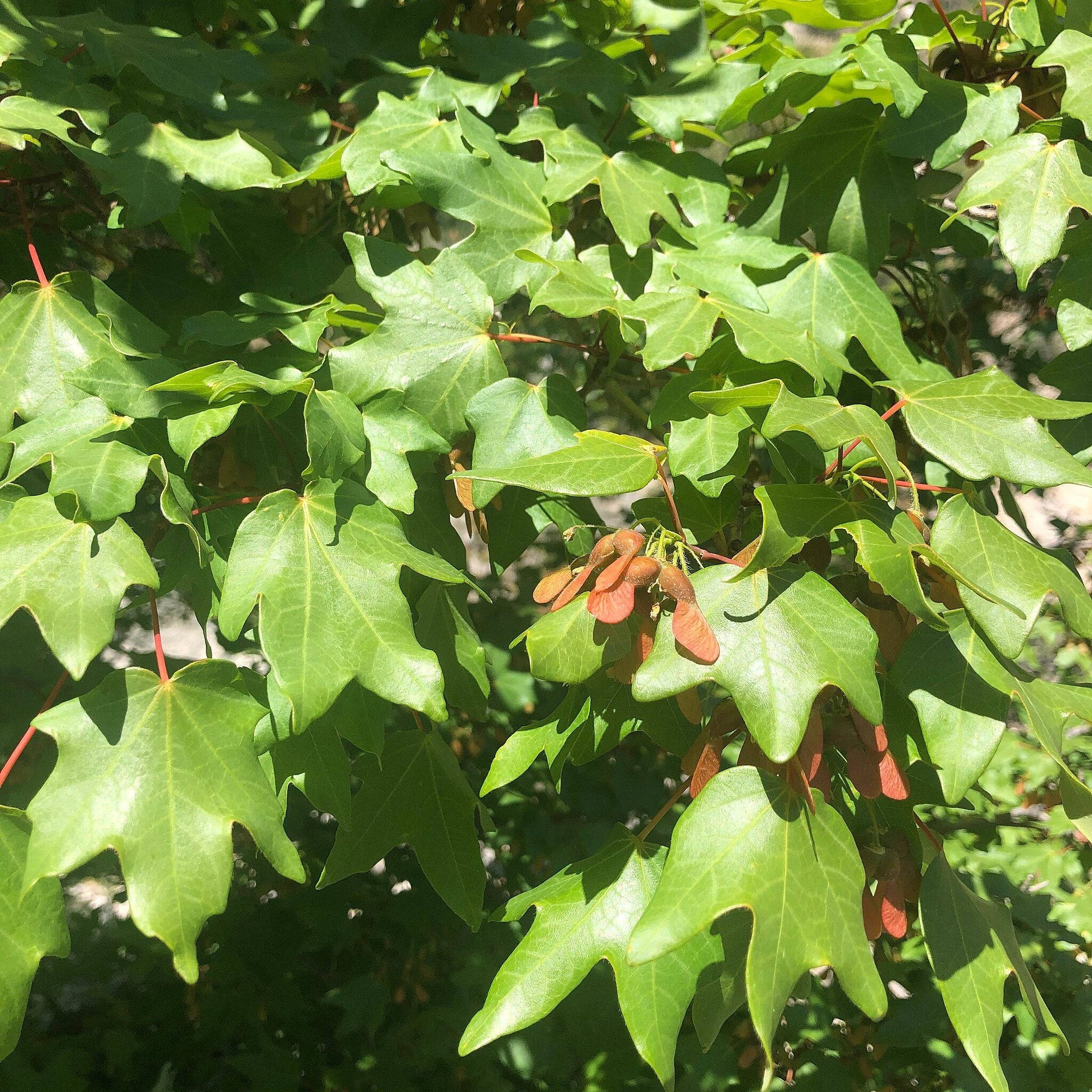 Bigtooth Maple – Native Utah Plants