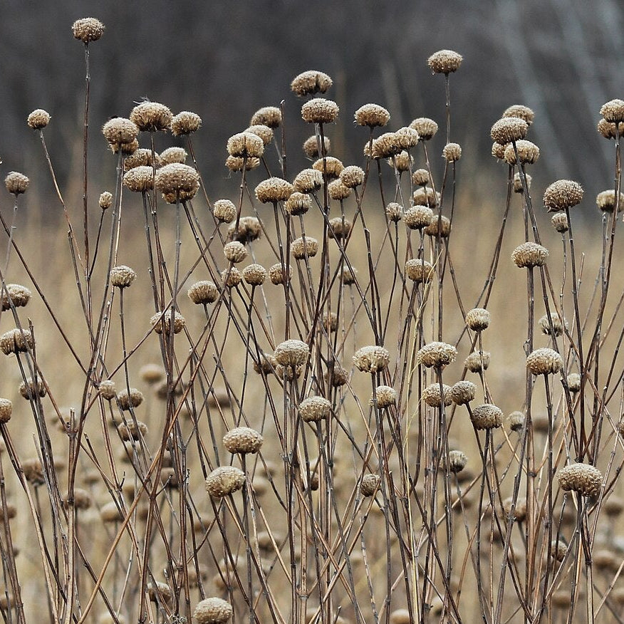 Wild Bergamot
