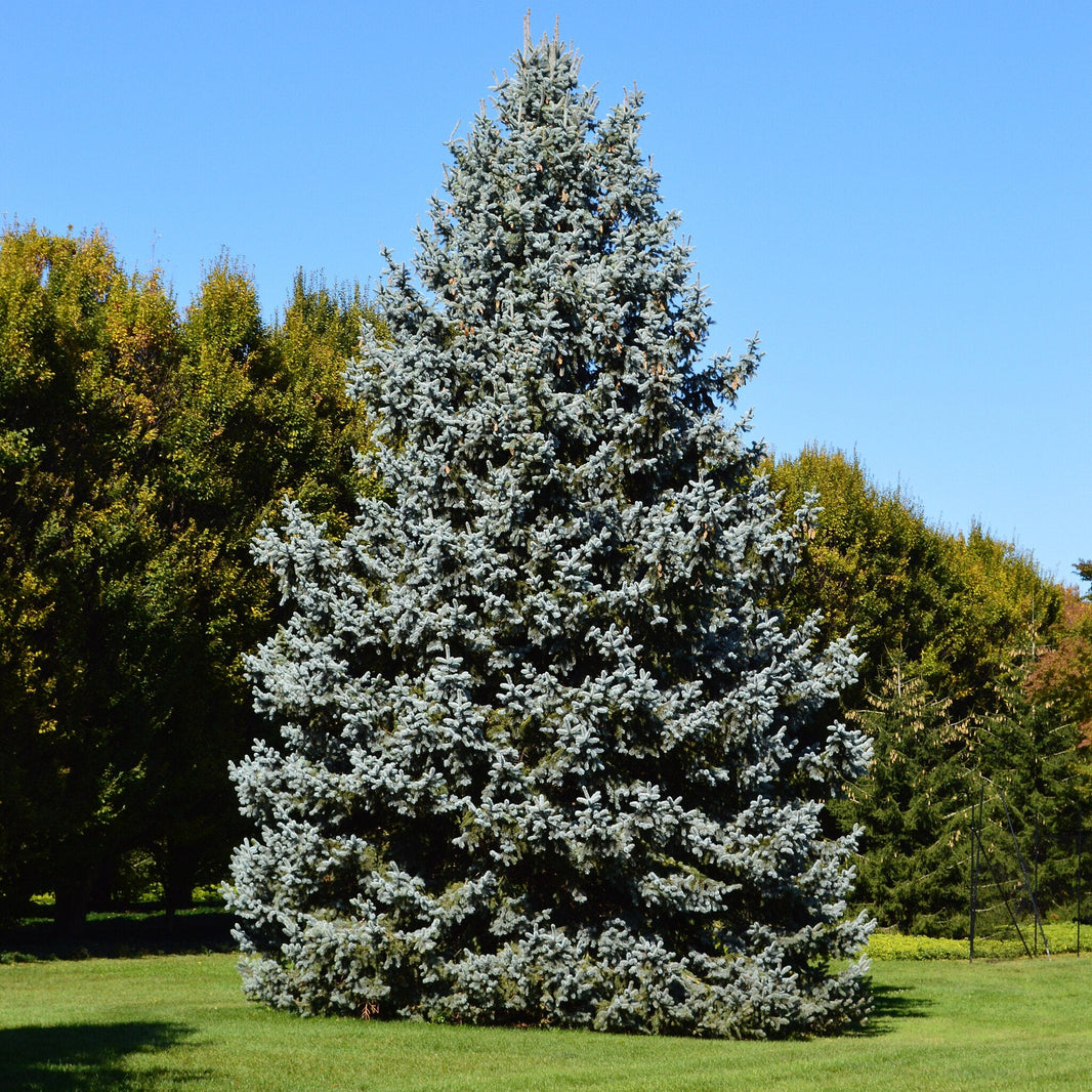 Products – Page 2 – Native Utah Plants