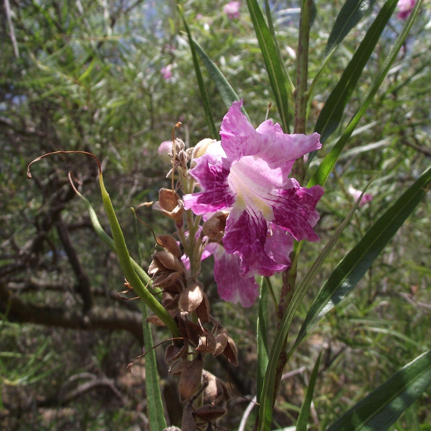 Desert Willow