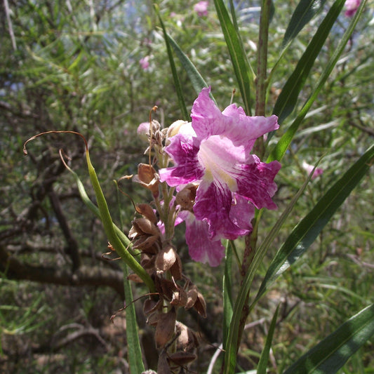 Desert Willow
