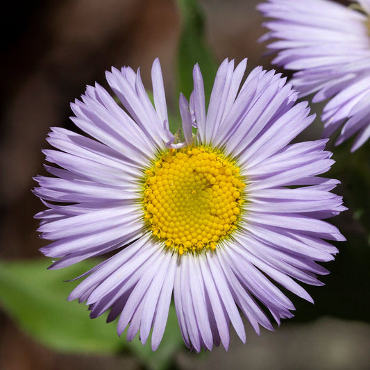 Aspen Fleabane