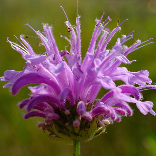 Wild Bergamot