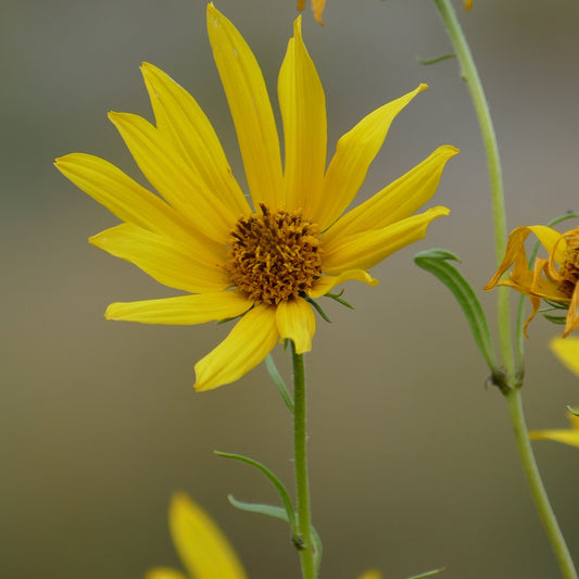 Nuttall's Sunflower