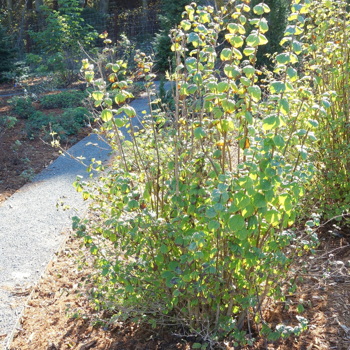 Lewis' Mock-orange
